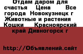 Отдам даром для счастья. › Цена ­ 1 - Все города, Новокузнецк г. Животные и растения » Кошки   . Красноярский край,Дивногорск г.